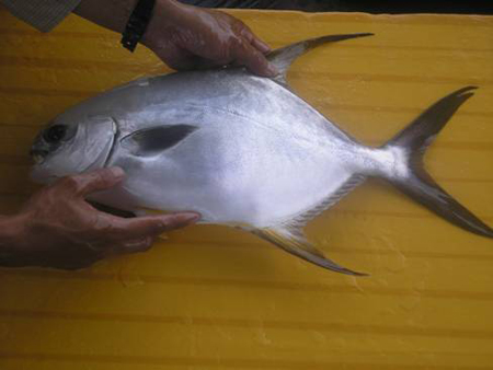 vietnam seafood 2