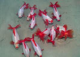 vietnam seafood 3